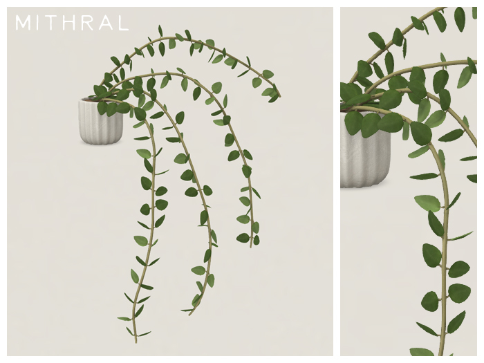 Mithral * Hoya Chinghungensis (Pack A)