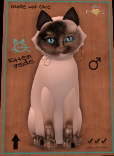 KittyCatS Kitten Siamese - Chocolate Tortie male