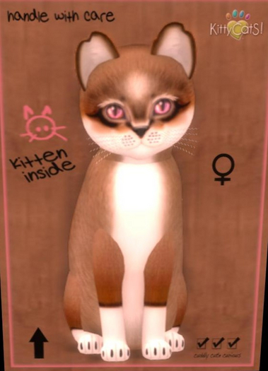 KittyCatS Box - Foxie - Chestnut female kitten