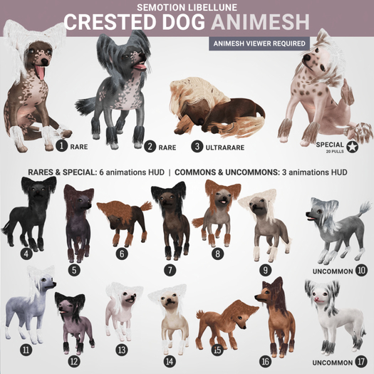 SEmotion Libellune Crested Dog Animesh #1 RARE