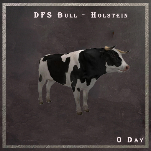 DFS Bull - Holstein 