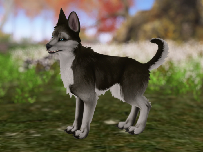 FURGENIX black husky TWBM pup Mod