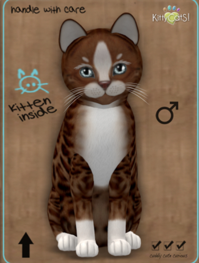 KittyCatS Box - Genesis - Ginger II - Male - Teacup