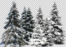 980 - Winter - Row of Snowy Pine Trees - Land Divider - Land Decoration