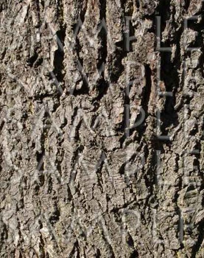 TREE WOOD TRUNK TEXTURE