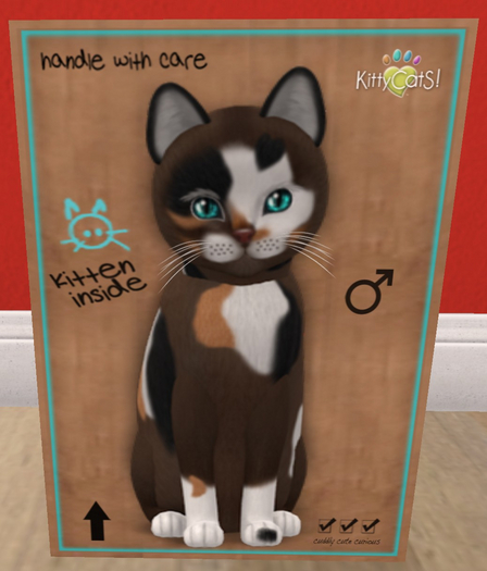 KittyCatS Box - New Born Kitten