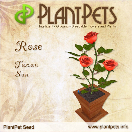 PlantPet Seed [Rose *Tuscan Sun*]