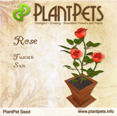 PlantPet Seed [Rose *Tuscan Sun*]