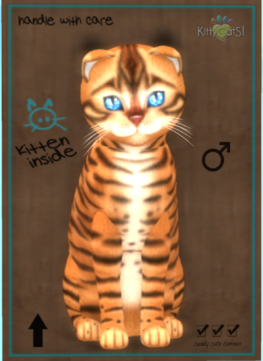 KittyCatS Box - Toyger - Caramel