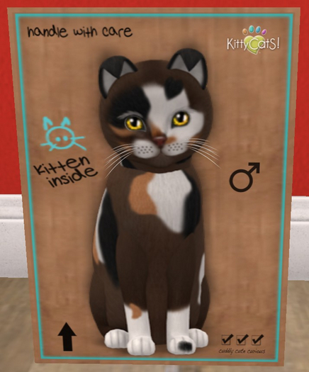 KittyCatS Box - New Born Kitten