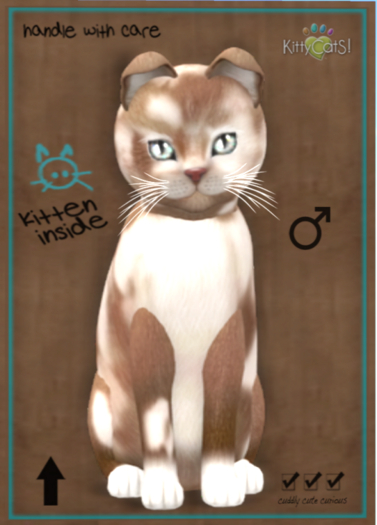 KittyCatS Box - British Shorthair - Chocolate & White