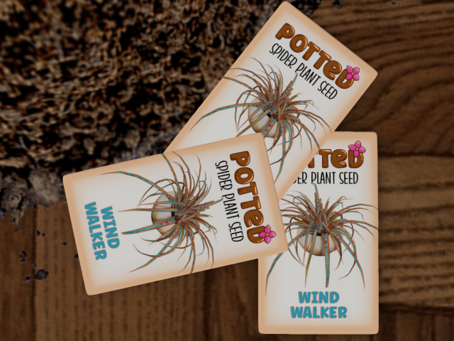 Potted: Spider Plant Seed: Wind Walker