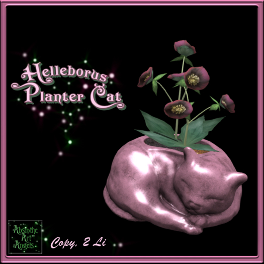 Helleborus Planter Cat