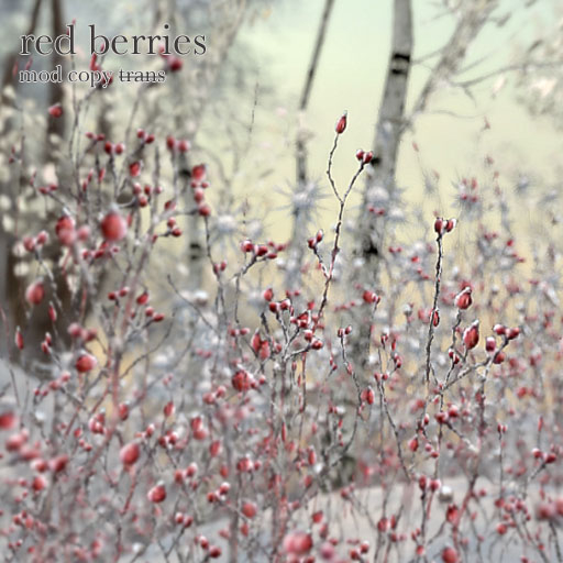 Samsa . winter red berries plus white berries
