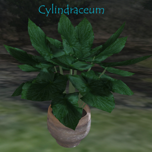 MBC-Pot Plant Cylindraceum