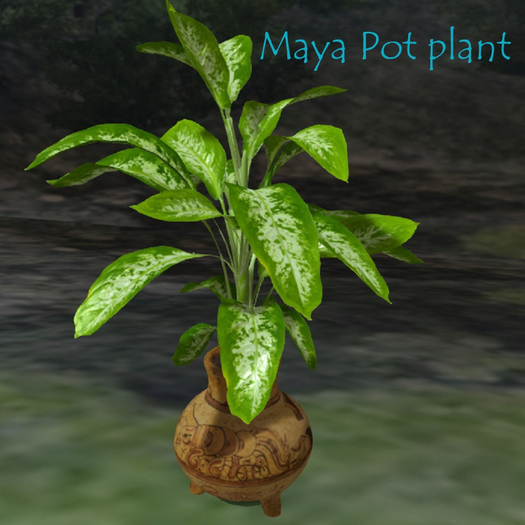-MBC-Maya pot plant