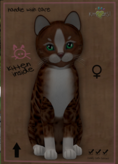 KittyCatS Box - New Born Kitten   672