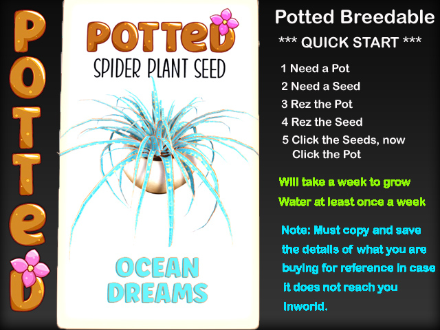 Potted: Spider Plant Seed: Ocean Dreams