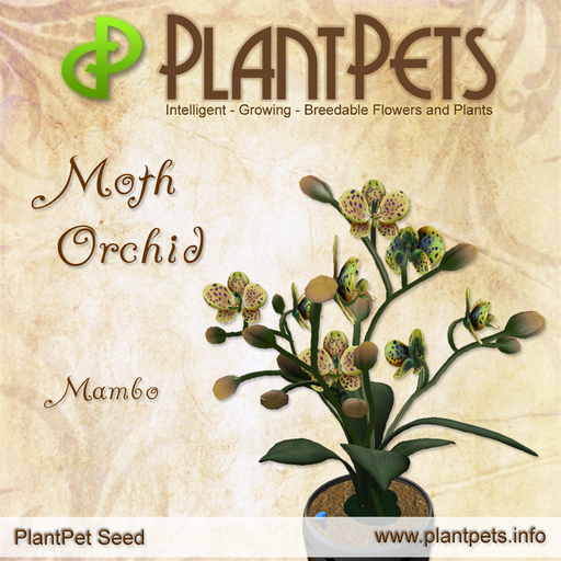PlantPet Seed [Moth Orchid *Mambo*]