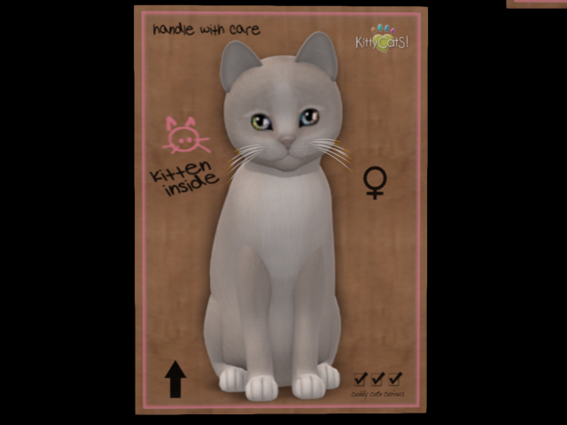 KittyCatS Box - New Born Kitten