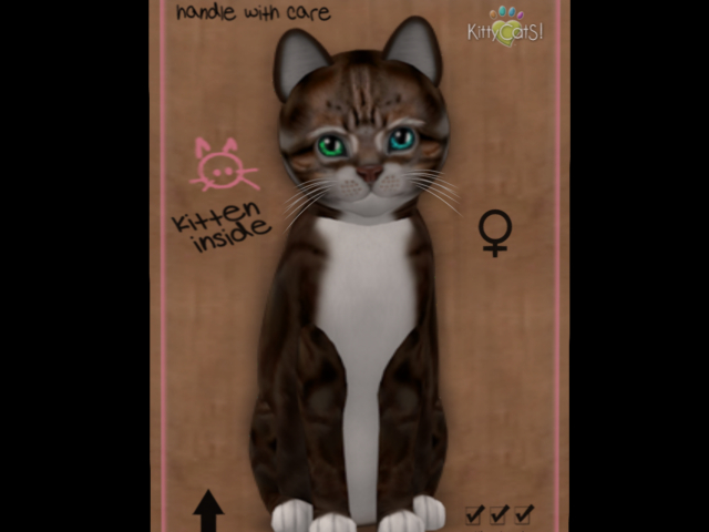 KittyCatS Box - New Born Kitten