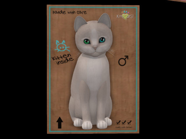 KittyCatS Box - New Born Kitten