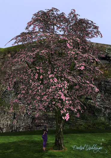 DEMO~ Breezy cherry blossom4 Tree 2LI
