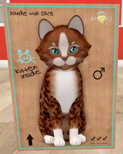 KittyCatS Box - New Born Kitten