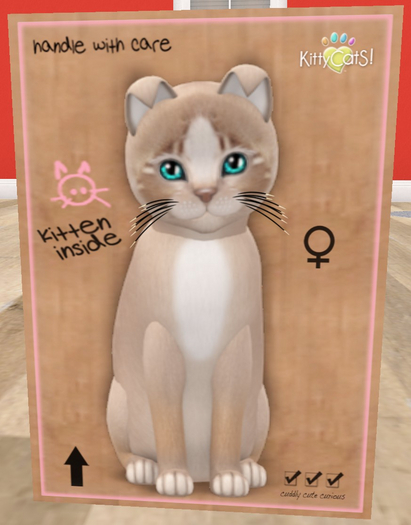 KittyCatS Box - New Born Kitten