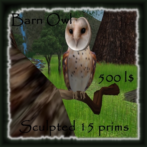Barn Owl - chouette effraie