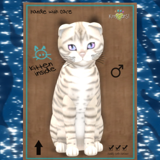 KittyCatS Box - M Toyger Snow Destiny Rivers Fluffy 9T