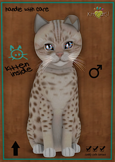 KittyCats Ocicat Lavender PETITE -M- FlowerChild Dylan