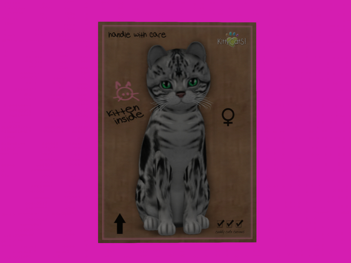KittyCatS Box - New Born Kitten