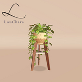 LouChara Margo Potted Plant 