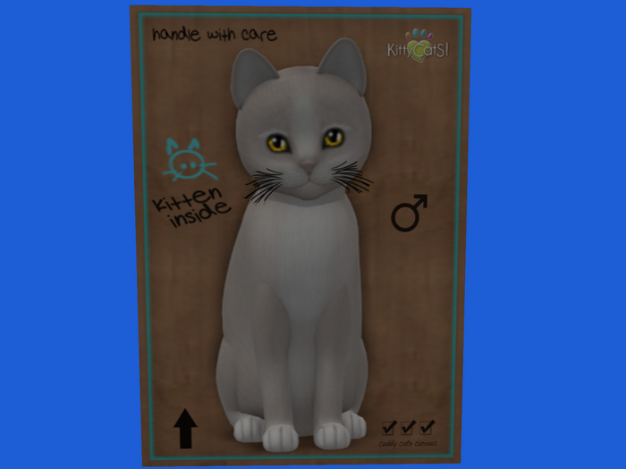 KittyCatS Box - New Born Kitten