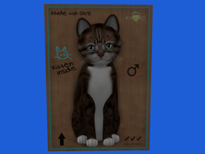 KittyCatS Box - New Born Kitten