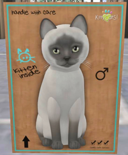 KittyCatS Box - New Born Kitten