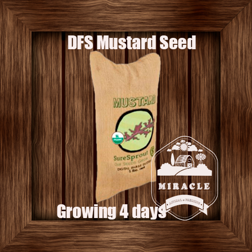 DFS Mustard Seed V2.2