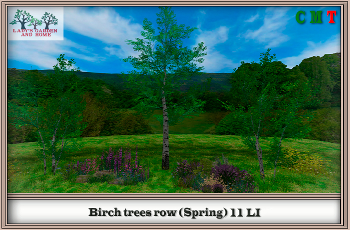 Lady's Garden - Birch trees row (Spring) 11 LI