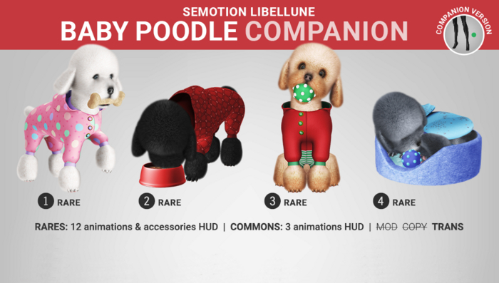 4 RARES Poodle Puppy SET