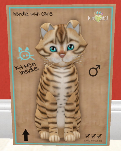 KittyCatS Box - New Born Kitten