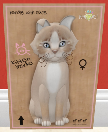 KittyCatS Box - New Born Kitten
