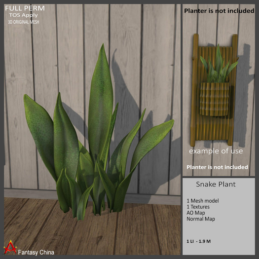 Full Perm Snake Plant