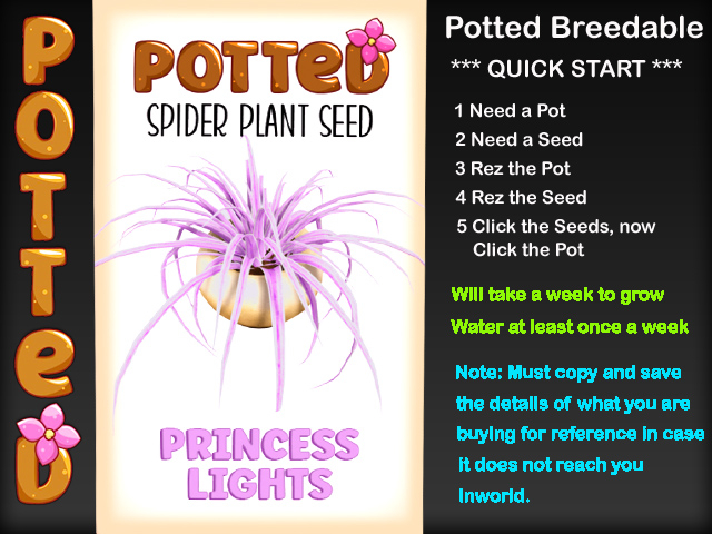 Potted: Spider Plant Seed: Princess Lights