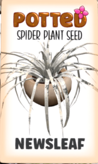 POTTED SPIEDER NEWSLEAF