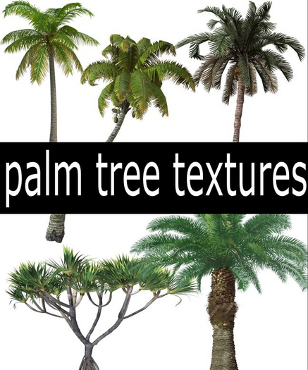 palm tree texture set
