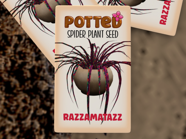 Potted: Spider Plant Seed: Razzamatazz