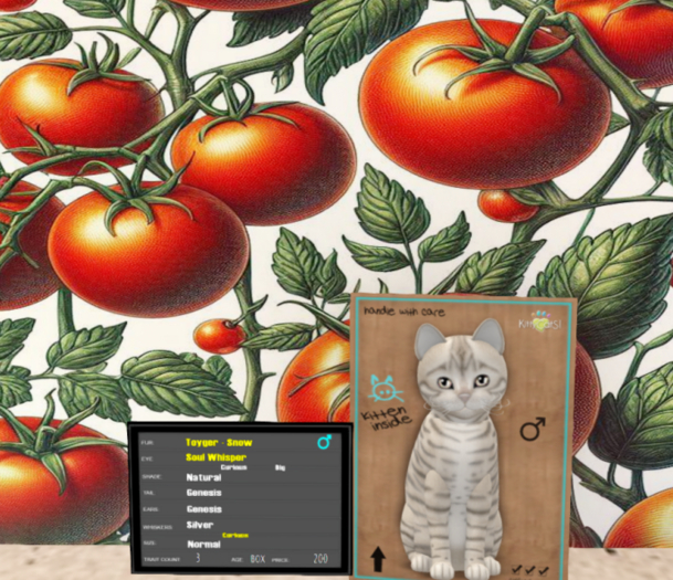KittyCatS Box - M-Toyger - Snow