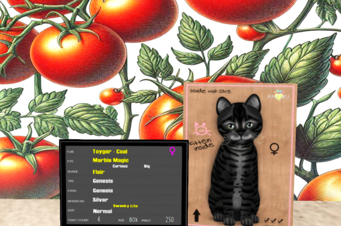 KittyCatS Box - F/Toyger - Coal