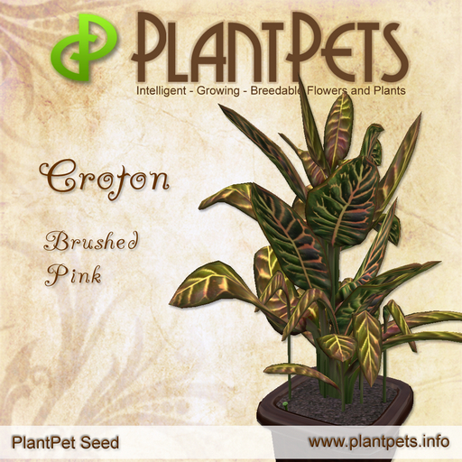 PlantPet Seed [Croton *Brushed Pink*] Updated